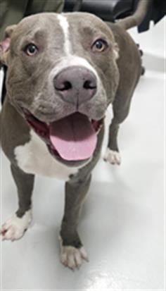 BRUNO - Pit Bull Terrier available for adoption