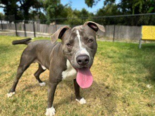 BRUNO - Pit Bull Terrier available for adoption