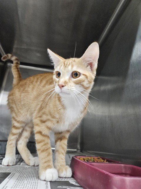 A080956 - Domestic Short Hair available for adoption