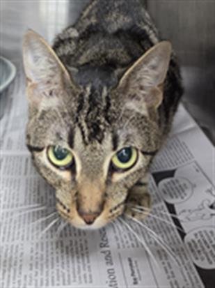 A080378 - Domestic Short Hair available for adoption