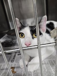 MAMA CAT - Photo 1