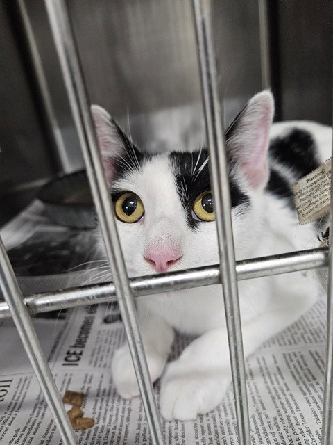MAMA CAT - Domestic Short Hair available for adoption