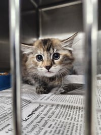 A080439 - Photo 1