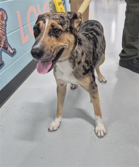 RUFFLES - Australian Cattle Dog/Blue Heeler available for adoption