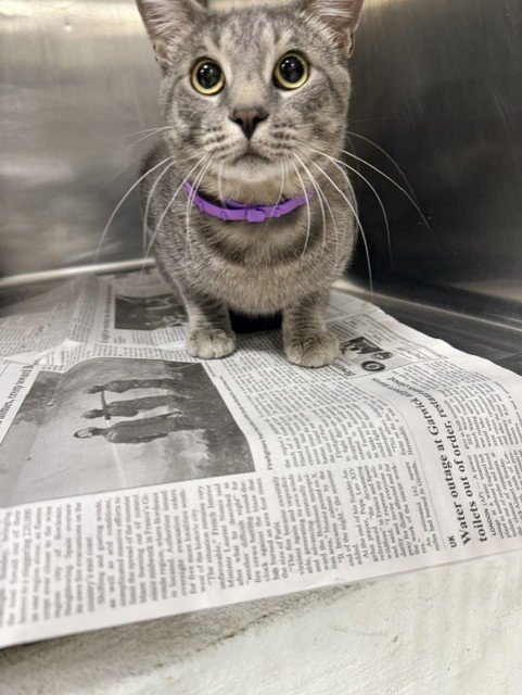 SOLOMON - Domestic Short Hair available for adoption