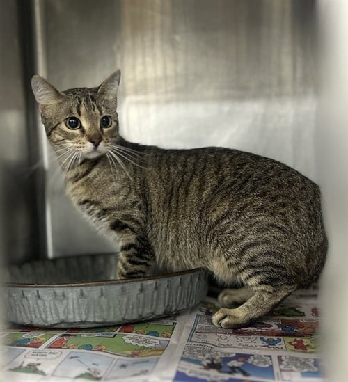 LENNA - Domestic Short Hair available for adoption