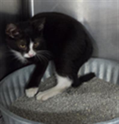 A080503 - Domestic Short Hair available for adoption