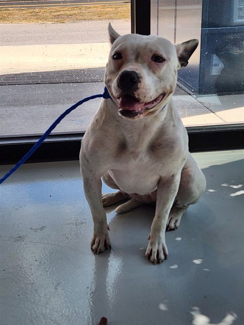 NITA - Pit Bull Terrier available for adoption