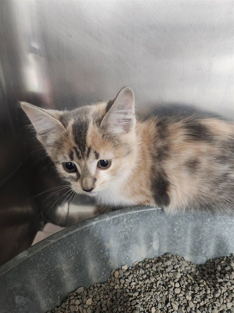 A081207 - Domestic Short Hair available for adoption