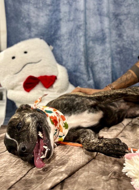 SWEETY - Boston Terrier / French Bulldog available for adoption