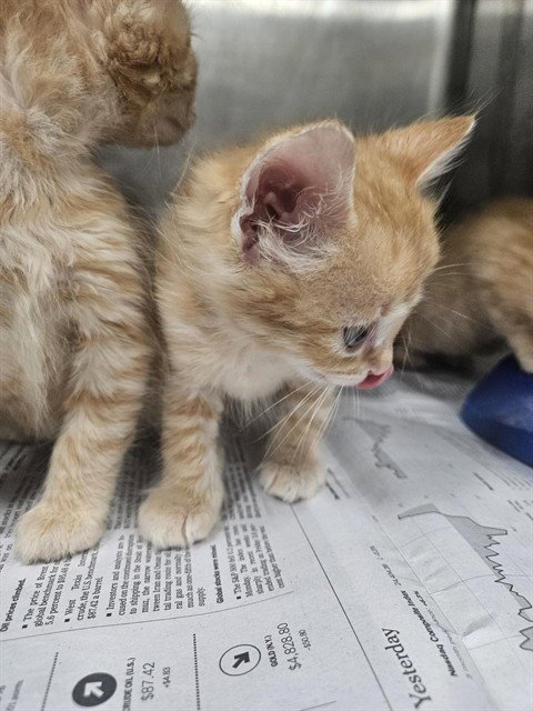 A080945 - Domestic Medium Hair available for adoption