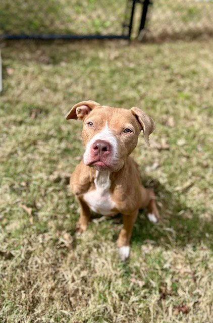 A081182 - Pit Bull Terrier available for adoption