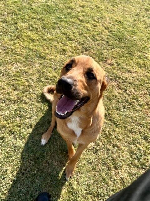 BABY RUTH - Rottweiler / Great Pyrenees available for adoption