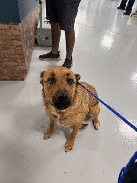 A080992 - Rottweiler / Great Pyrenees available for adoption