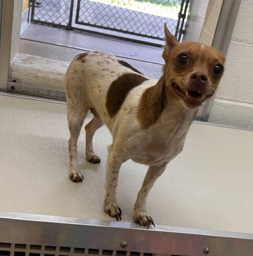 A080858 - Chihuahua available for adoption