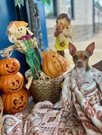 AUTUMN - Photo 1