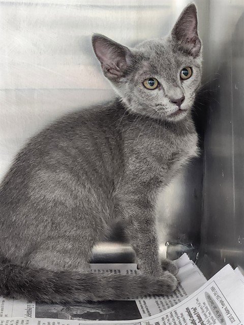 A080621 - Domestic Short Hair available for adoption