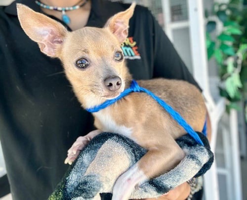 CHICA - Chihuahua available for adoption