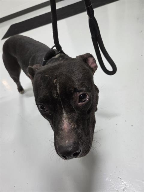 A080402 - Pit Bull Terrier available for adoption