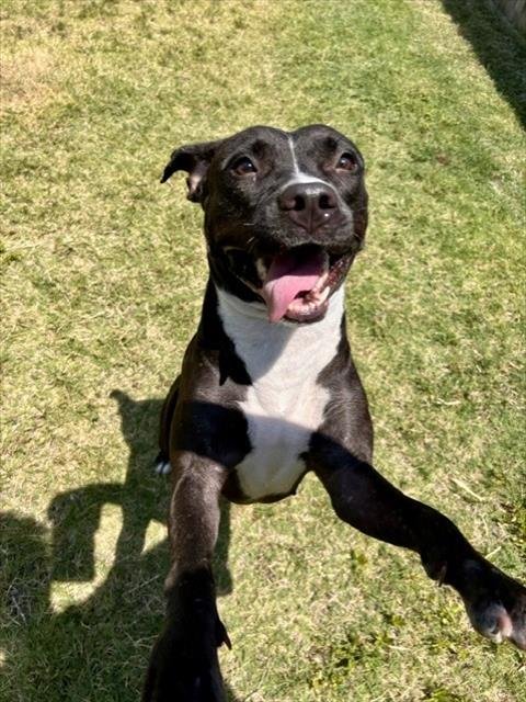 MISS WIGGLES - Pit Bull Terrier available for adoption