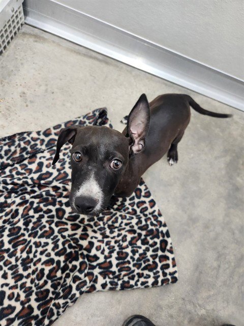 A081026 - American Pit Bull Terrier / Chihuahua available for adoption