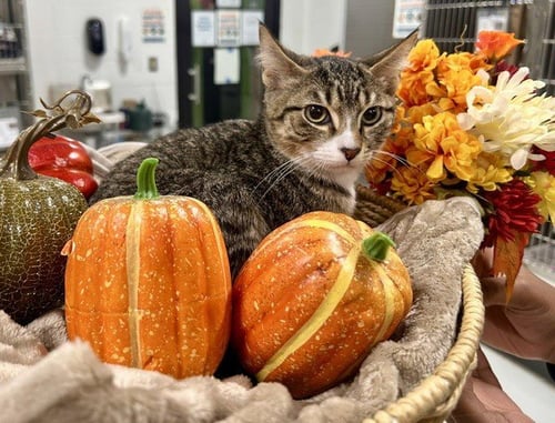 CHIP - Domestic Short Hair available for adoption