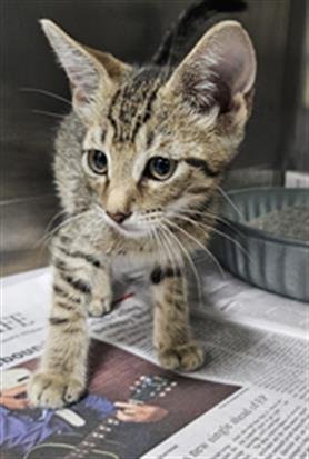 DIPPER - Domestic Short Hair available for adoption
