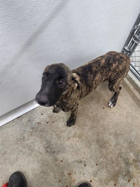 A081034 - Belgian Shepherd Malinois available for adoption