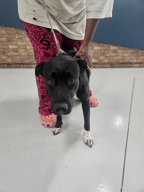 SHAKORAH - Labrador Retriever available for adoption
