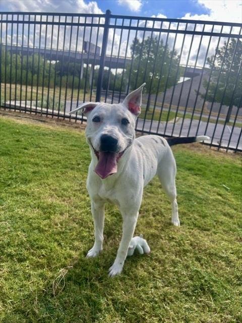 BRITTANY - Pit Bull Terrier available for adoption