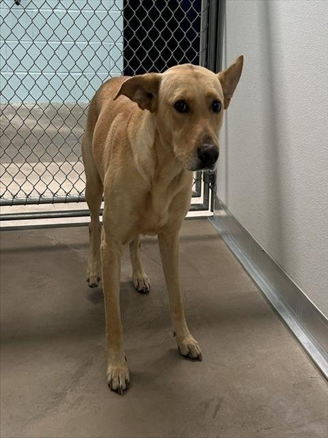 A080359 - Labrador Retriever available for adoption