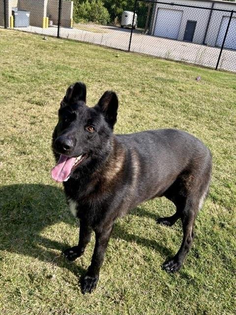 AMMO - German Shepherd Dog available for adoption