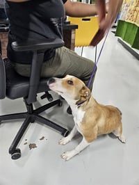 GRACIE - Photo 1