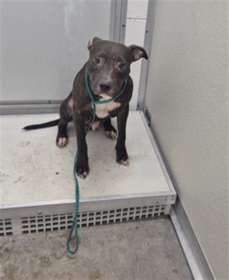 A080401 - Pit Bull Terrier available for adoption