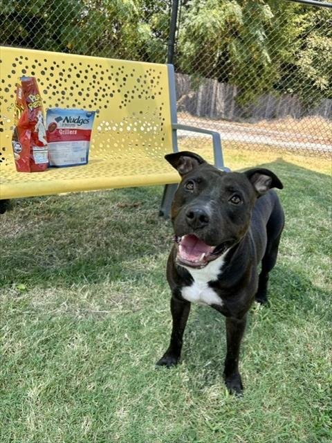 DOGGIE SMALLS - Pit Bull Terrier available for adoption