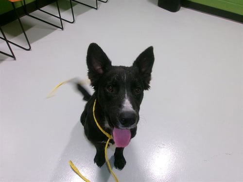 A080903 - Australian Cattle Dog/Blue Heeler available for adoption