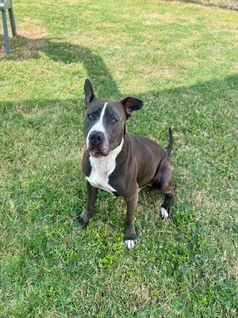 CYPRESS - Pit Bull Terrier available for adoption