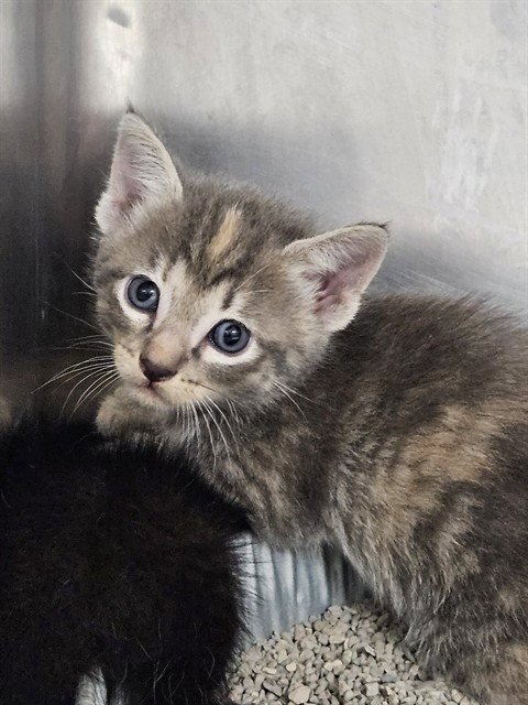 FIG - Domestic Short Hair available for adoption
