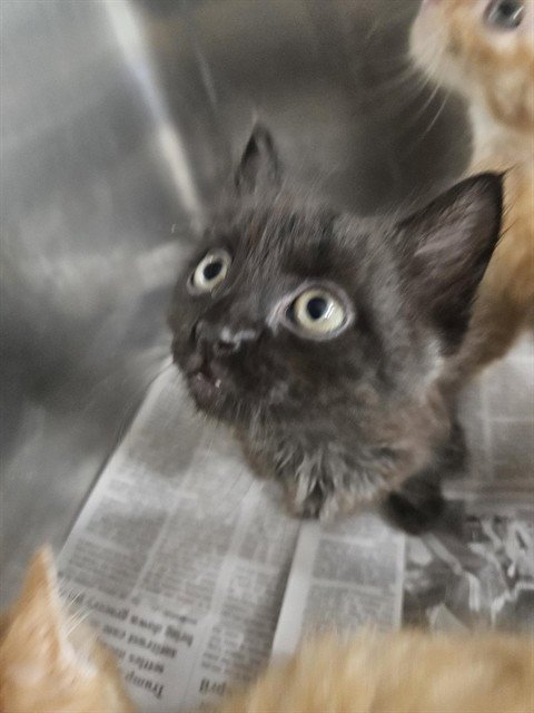 A080949 - Domestic Medium Hair available for adoption
