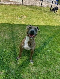 LUCY - Photo 1