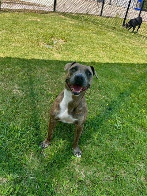 LUCY - Pit Bull Terrier available for adoption