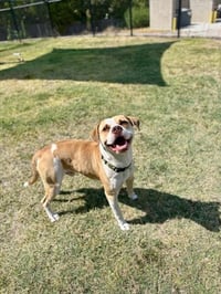 SIR DUKE - Photo 1