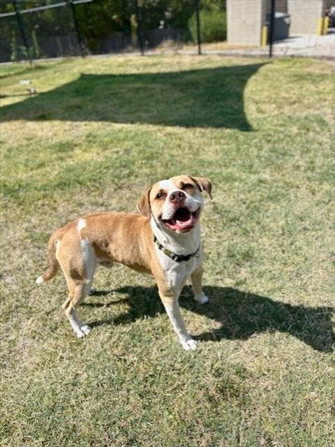 SIR DUKE - Bulldog available for adoption