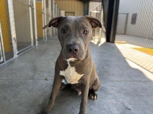 CHICKEN - Pit Bull Terrier available for adoption