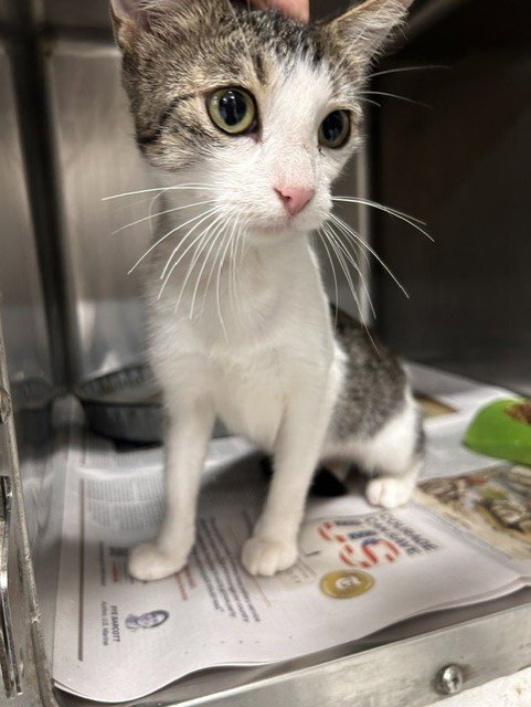 SASHA - Domestic Short Hair for adoption in Killeen