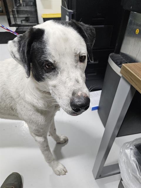 ROMEO - Australian Cattle Dog/Blue Heeler available for adoption
