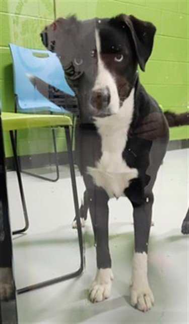LUCY - Labrador Retriever / Husky available for adoption