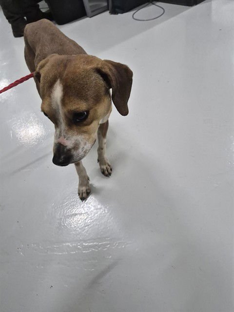 BEN TEN - Beagle available for adoption