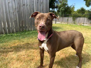BANNER - Pit Bull Terrier available for adoption