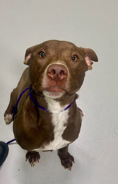 BANNER - Pit Bull Terrier available for adoption